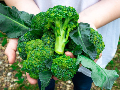 N.G.M. AGROCARE F1 Hybrid Broccoli Seeds Seed(25 per packet)
