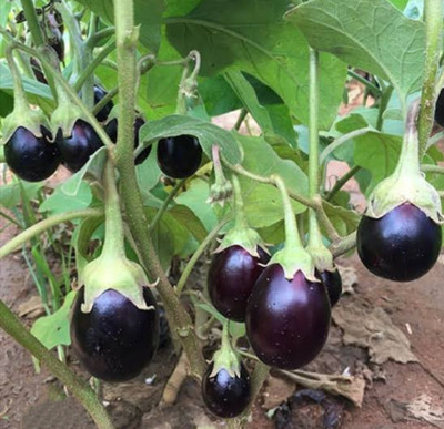 HYBRID 10g, hybrid brinjal seeds highest yield Verity early fruiting Seed(10 g)