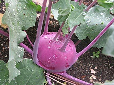 TRICONE Knol Khol Seed(2000 per packet)