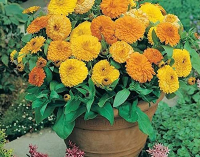 Lorvox Calendula Double Mixed Color Flower Hybrid Seed(75 per packet)