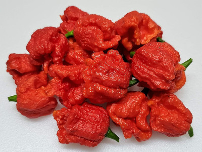 KNESSiN F1 Hybrid Hot Dragons Breath Pepper Seeds For Kitchen Gardening-(600 Seeds) Seed(600 per packet)