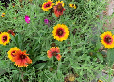 SEEDSSIDE Firewheel Flower Indian Blankets Seed(20 per packet)
