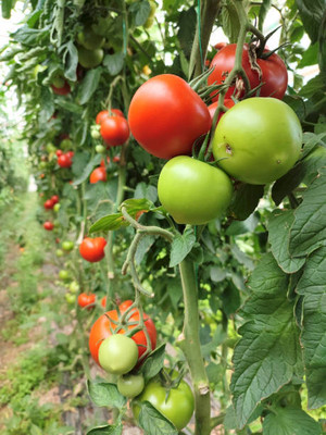 Sona mushroom farm tomato Seed(100 per packet)