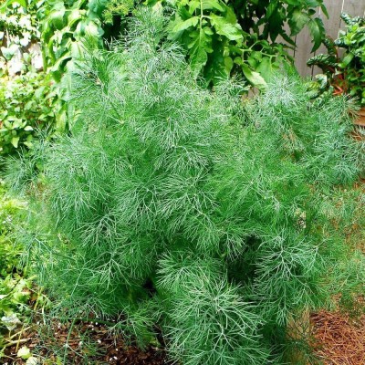 CYBEXIS NBIR-93 - Dill - Elephant - (2250 Seeds) Seed(2250 per packet)