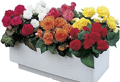 VibeX HUA-14 - Nonstop Mix Begonia - (270 Seeds) Seed(270 per packet)