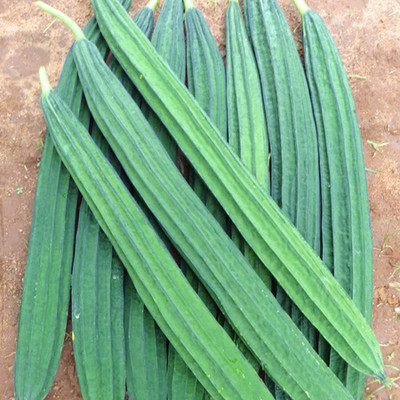Qualtivate AXL-1AT Small Ridge Gourd , देसी सरपुतिया बीज , सतपुतिया बीज Seed(50 per packet)
