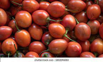 XOLDAA hybrid f1 quality tomato seeds Seed(50 per packet)