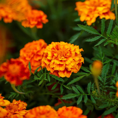 DEYS AGRO ® african variety hybrid mix marigold flower plant Seed(160 per packet)