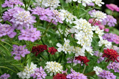 Aywal umbellata Dwarf Fairy Mix - Candytuft Seed(30 per packet)