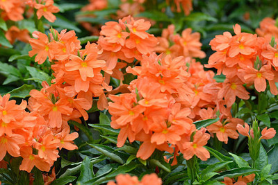 dvk kanakambaram-firecracker-crossandra Seed(39 per packet)