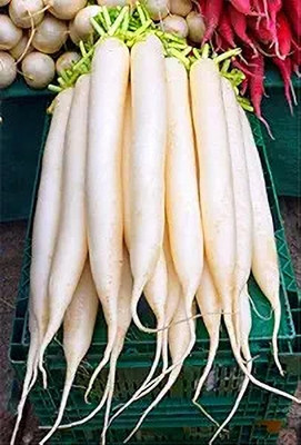 LPR MULI ,WHITE RADISH Seed(100 per packet)