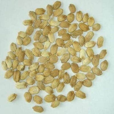 KNESSiN Bitter Gourd Seed(50 per packet)