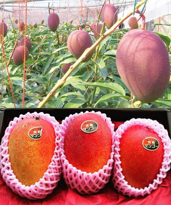 ibains Mango hybrid seeds Seed(1 per packet)