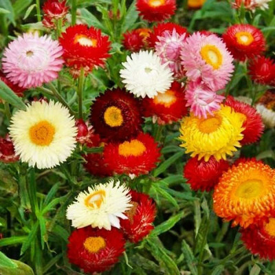 Aywal Helichrysum Mixed Seed(20 per packet)