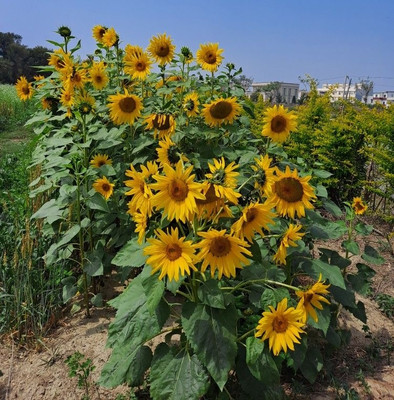 BSARKAR miniature sunflower seed Seed(20 per packet)