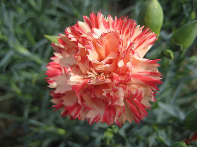 CYBEXIS Carnation Orange Sherbet Seeds - Dianthus Caryophyllus Seed(50 per packet)
