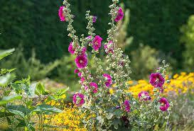 Seedsqlty Double hollyhock flower seeds all colour Seed(20 per packet)