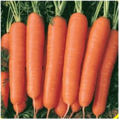 VibeX GUA-66 - Scarlet Nantes Carrot - (750 Seeds) Seed(750 per packet)