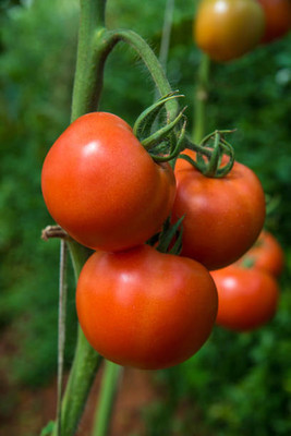ADVAIT ABEER tomato Seed(145 per packet)
