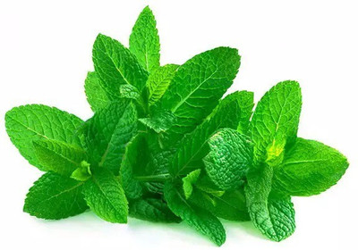 FOURGANIC Peppermint Mentha pipertia Seed(250 per packet)