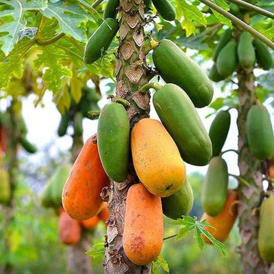 BDSresolve Red lady papaya f1 hybrid seeds/papaya seeds 39 Seed(39 per packet)