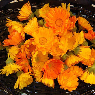 Platis Organic Orange Calendula Seed(150 per packet)