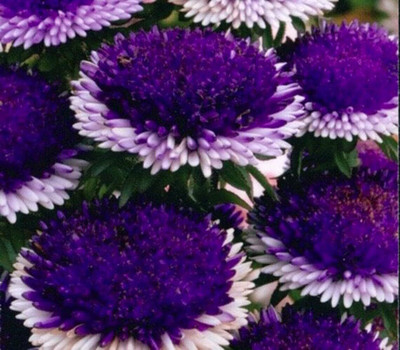 Lorvox Aster Seed(35 per packet)