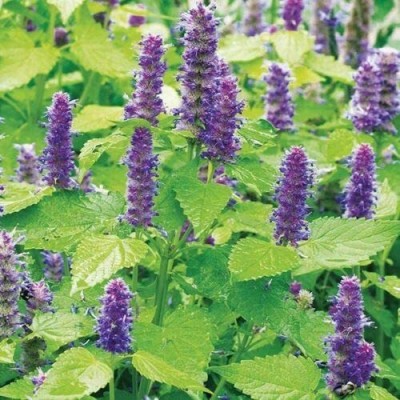 CYBEXIS Korean Mint, Giant Hyssop Seeds1400 Seeds Seed(1400 per packet)