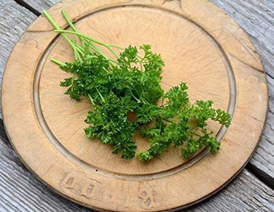 CYBEXIS XLR-57 - Parsley - Curled Forest Green - (750 Seeds) Seed(750 per packet)