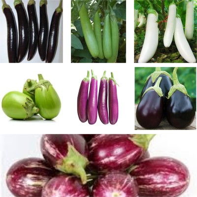 Beej Wala 7 VARIETY OF BRINJAL EGGPLANT BAINGAN SEEDS Seed(10 per packet)