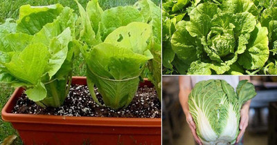 Aywal Organic Easy to Grow Vegetables Chinese Cabbage Seed(35 per packet)