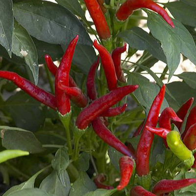 Qualtivate GXL-6AT Super Chilli Hybrid Hot Pepper Seed(300 per packet)
