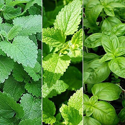 WILLVINE 3 Varieties Herb Seeds - Lemon Balm,Peppermint,Sweet Basil-[2000 Seeds] Seed(2000 per packet)