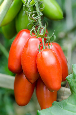 GROOT tomato Seed(25 per packet)