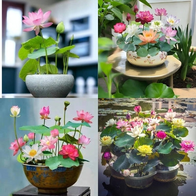 DEYS AGRO ™ lotus flower seeds Seed(25 per packet)