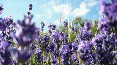 VibeX ® XLR-14 French Provence Lavender Seeds Seed(500 per packet)