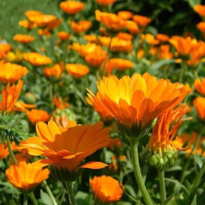 Lorvox Calendula: Ball's Orange Flower Seed(55 per packet)