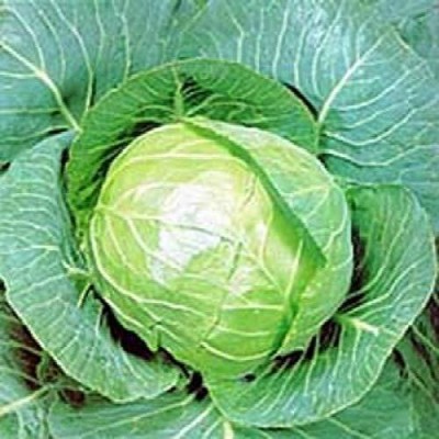 KNESSiN Organic Desi Special Cabbage Seeds Seed(200 per packet)