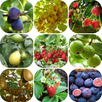 seedx Hybrid Kiwi, Strawberry, Guava, Anjeer, Combo Pack Seeds, Mega Combo Pack Seed(100 per packet)