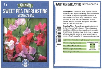 Biosnyg Sweet Pea Flower Garden Seeds - Everlasting -[250 Seeds] Seed(250 per packet)