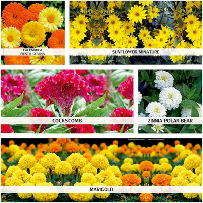 ibains Flower seed combo Seed(245 per packet)