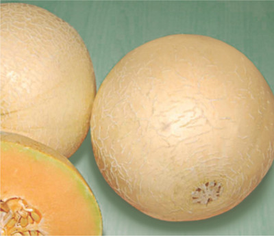 XOLDA Organic muskmelon Seed(26 per packet)