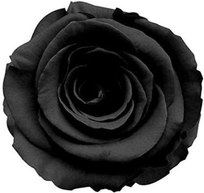 CYBEXIS XLL-1 - Rare Black Rose - (900 Seeds) Seed(900 per packet)