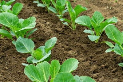 SUPRIKAM CABBAGE Seed(30 per packet)