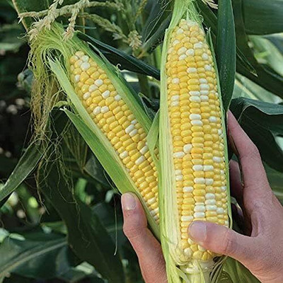 WILLVINE AMR -VII F1 Hybrid Partap Kanchan Corn -[100g] Seed(400 per packet)
