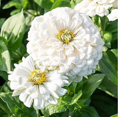 Lorvox Hybrid Zinnia Flowers Mixed Colour Seed(25 per packet)