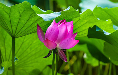 JDM lotus,kamal gatta Seed(11 per packet)