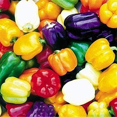 KNESSiN High Germination Mix Multicolor Capsicum Seeds For Planting-(800 Seeds) Seed(800 per packet)