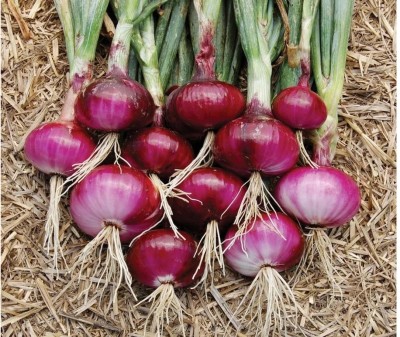 Quentova Red burgundy onion-NAMO-5H Seed(250 per packet)