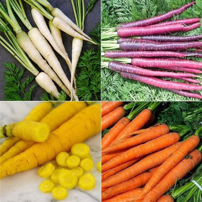 KNESSiN Seeds Collection Set Carrot (Multi) 4 Varieties Seed(250 per packet)